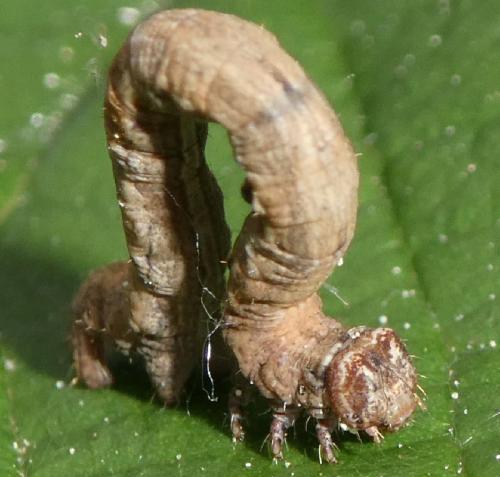 Peribatodes rhomboidaria